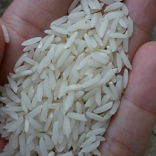 قیمت خرید برنج هاشمی آستانه اشرفیه + فروش ویژه